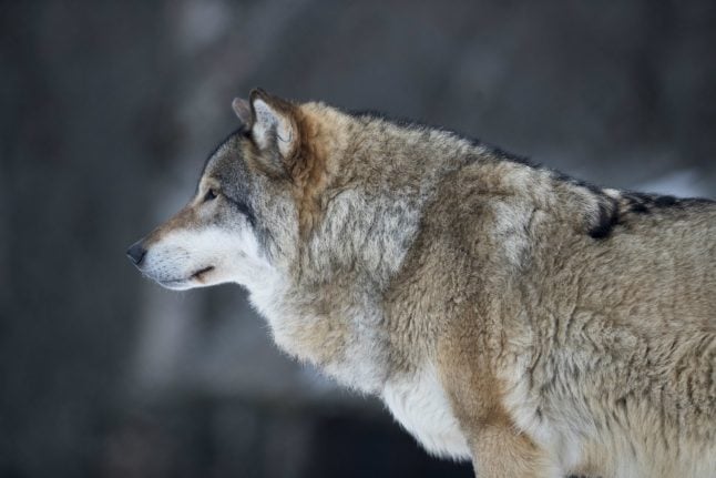 Norway temporarily suspends wolf hunting after court case