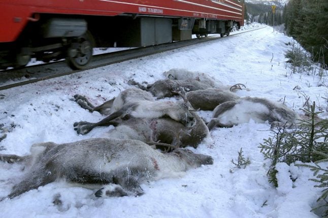 'Over 100' reindeer killed in days by Norway freight trains