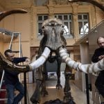 IN PICTURES: 12,000-year-old giant woolly mammoth skeleton to go on sale in France
