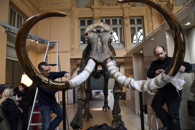 IN PICTURES: 12,000-year-old giant woolly mammoth skeleton to go on sale in France