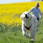 Dog-owners live longer, say Swedish scientists