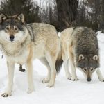 Swedish court confirms cull of 22 wolves