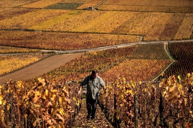 French wine country unveils its answer to kobe beef