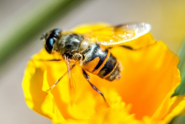 France stops sales of two US pesticides over threat to bees