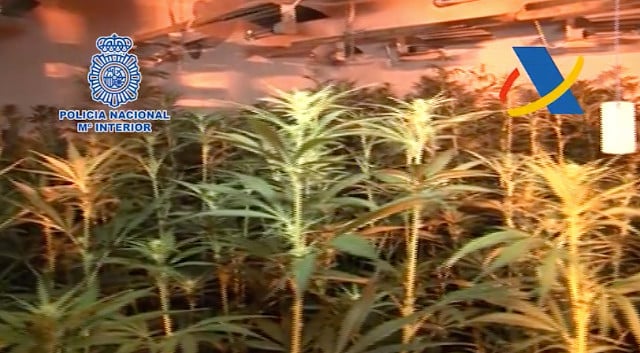 Spanish police seize thousands of marijuana plants destined for UK