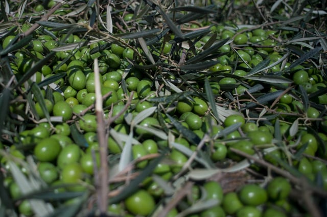 Trump hits Spanish olives with US import duty