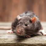 Danish homeowners face costs of surge in rat attacks