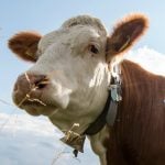 Cowbells are more important than a good night’s sleep, Munich court rules