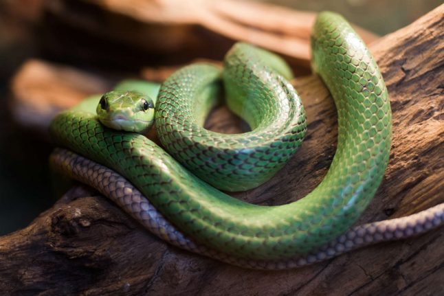 Danish scientists test rock singer who has been injecting himself with snake venom for 25 years