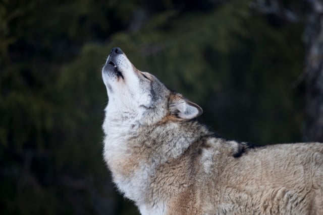 Campaigners urge Swedish court to call off wolf hunt
