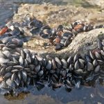 Four out of five Norwegian mussels contain plastic: report