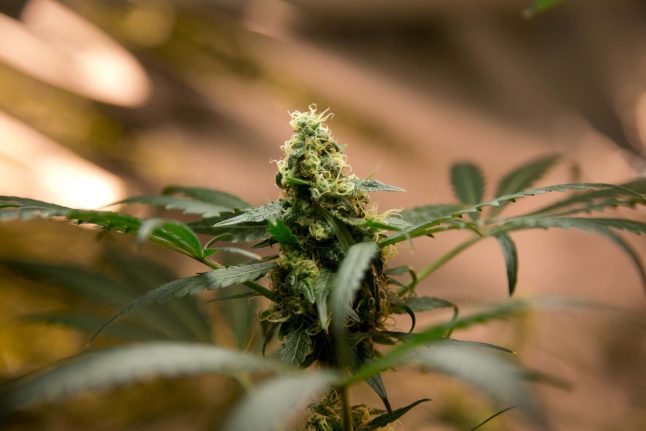 Canadian cannabis firm licensed to produce in Denmark