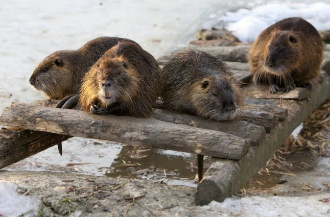 Dane loses court case over gnawing beaver problem