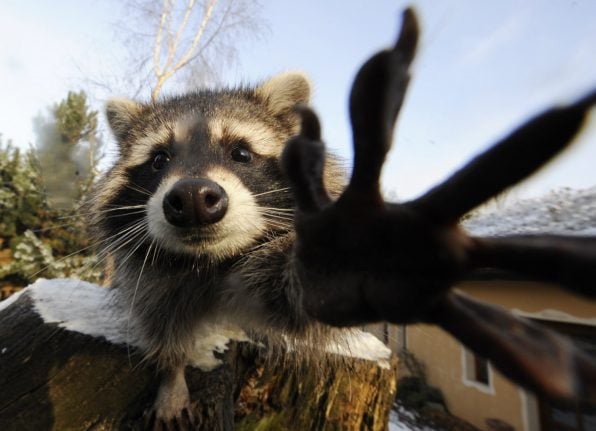 Raccoon breaks into workshop and destroys 40 pieces of art
