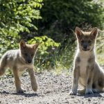 Inbreeding in Scandinavian wolves is worse than we thought