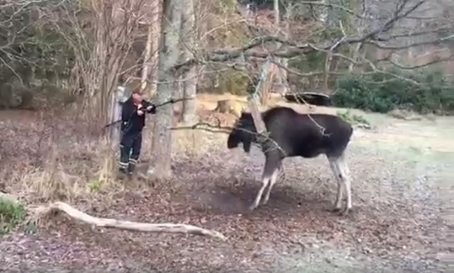 WATCH: 73-year-old Swede rescues trapped elk