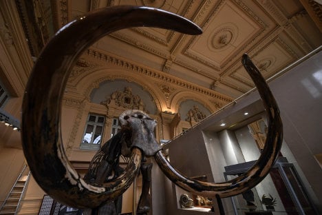 Mammoth skeleton sells for nearly €550,000 at French auction