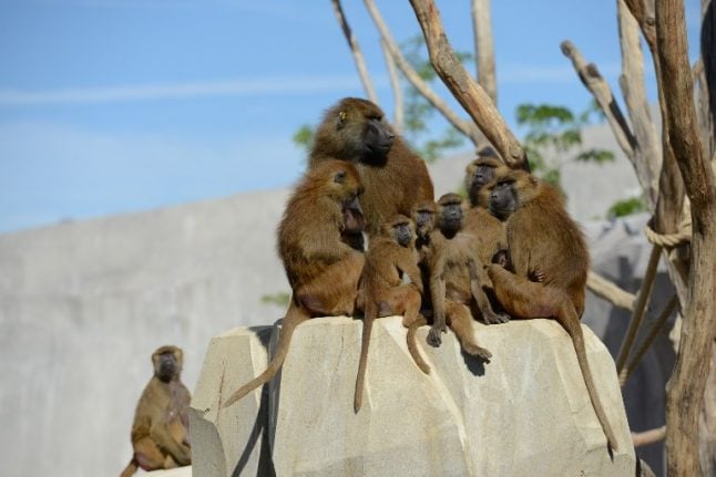 Paris zoo evacuated after baboons escape enclosure