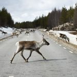 More than 400 reindeer killed in traffic so far this year