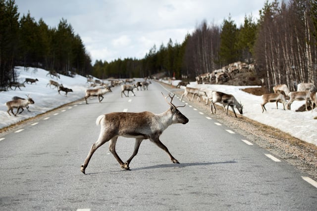 More than 400 reindeer killed in traffic so far this year