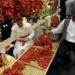 Fierce debate in Italy’s southern regions over special status for tomatoes