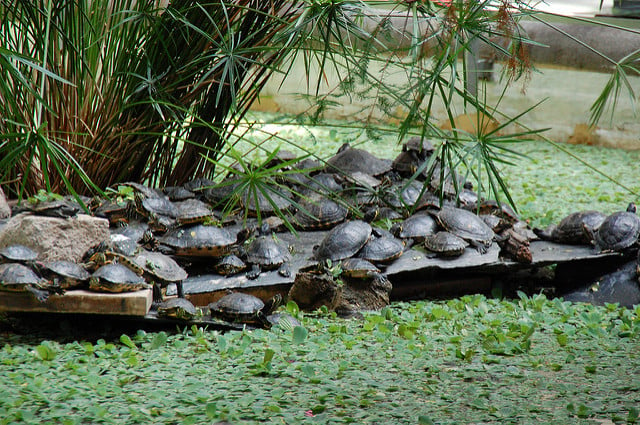 Madrid’s Atocha railway station is about to lose its famous turtles