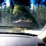 Wildlife road collisions hit record high in Sweden