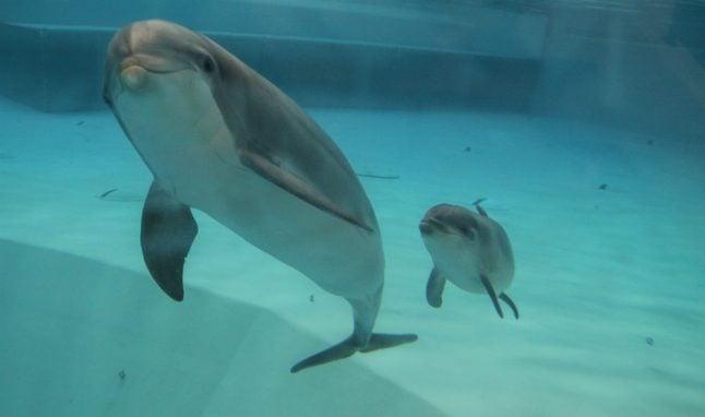 Tail-fin first: See a baby dolphin born at a Swedish zoo