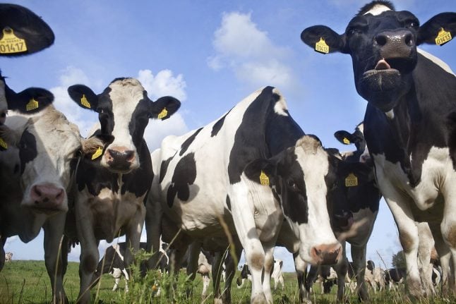 Danish bulls could provide sperm for climate-friendly cows