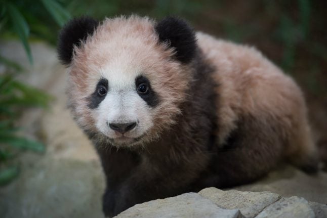 France’s first panda cub makes debut appearance