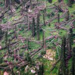Winter storm Eleanor felled 1.3 million cubic metres of trees in Switzerland