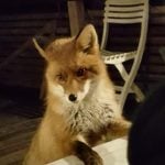 IN PICTURES: This fox can’t stop staring through Swedish couple’s window