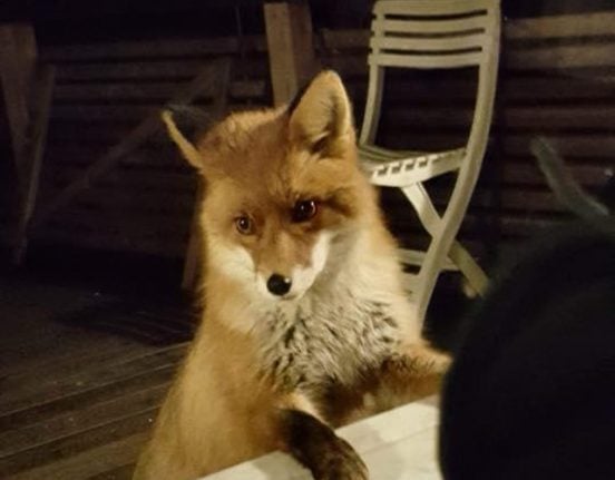 IN PICTURES: This fox can't stop staring through Swedish couple's window