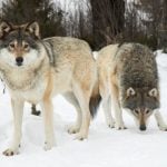 Eight wolves shot on first day of Sweden’s hunt