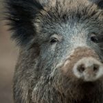 Farmers call for killing of 70 percent of Germany’s wild boar population