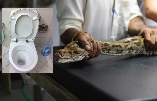 Frenchman grateful to have genitals intact after python pee shock