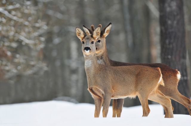 Bumper Graubünden hunting season successfully tackles deer overpopulation