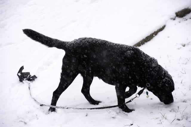 Sweden's snow depth sets new seasonal record