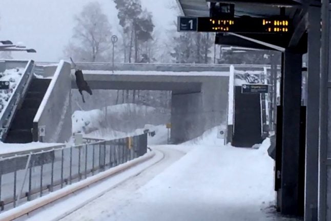 Oslo metro closed after elk falls from bridge