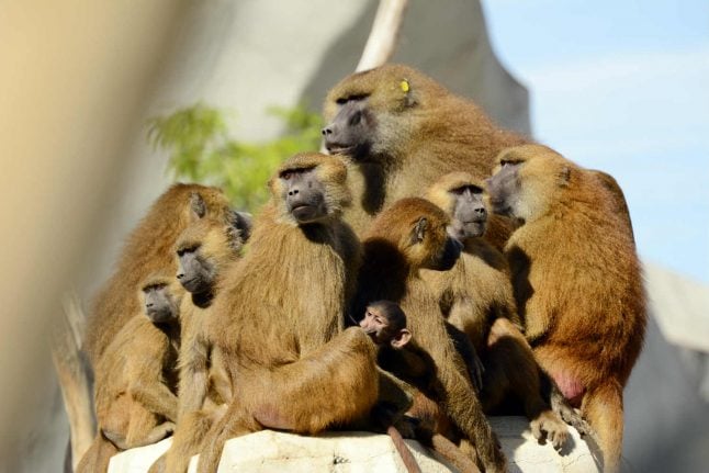 Paris zoo reopens after last truant baboons found