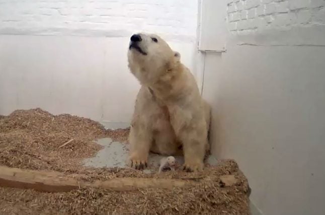Berlin mourns sudden death of month-old polar bear cub