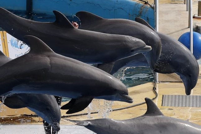 Marine parks celebrate as France overturns ban on captive dolphin breeding