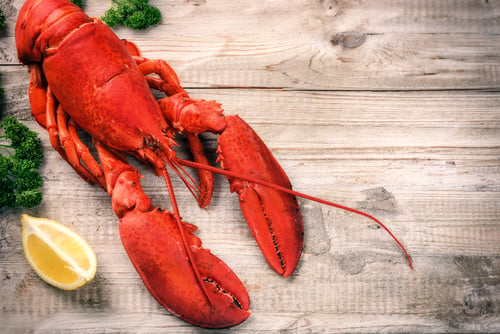 Swiss cooks ordered to stun lobsters before boiling