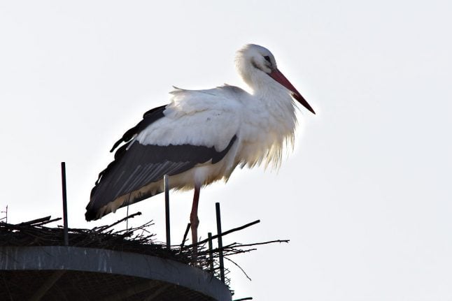Storks set unusually early course for Denmark