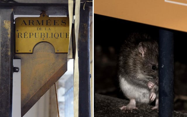 Paris could bring back the guillotine to stem the rat invasion