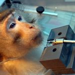Prosecutors in Tübingen seek to fine scientists over monkey experiments