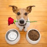 The French and animals: A quarter prefer Valentine’s night with pets not lovers