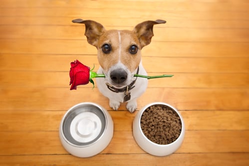 The French and animals: A quarter prefer Valentine's night with pets not lovers