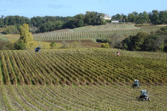 Frost-bitten Bordeaux wine harvest shrinks by 40 percent
