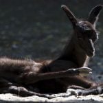 Swiss joggers frighten baby llama to death